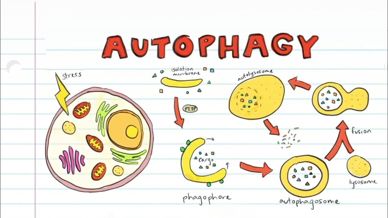 Autophagy in Disease  Prevention